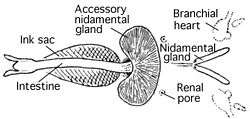 Diagram labeling siphon, intestine, nidamental gland, accessory nidamental gland, renal pore, and branchial heart.