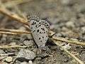 Close wing position of Acytolepis puspa Horsfield, 1828 – Common Hedge Blue WLB IMG 9161.jpg