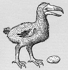 Drawing of a dodo next to a large gizzard stone