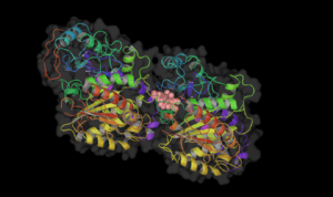 Binding site of colchine