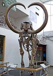 Skeleton of a mammoth with long, curved tusks