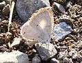 Common Hedge Blue Acytolepis puspa DSF Yeoor DSCF0337. Sanjay Gandhi National Park, Thane, Maharashtra, India..JPG