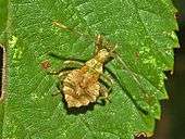 A pale coloured nymph, indicating recent ecdysis