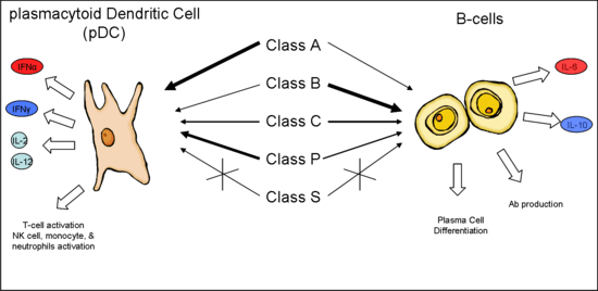 The different classes of ODN elicit different responses in pDC and B cells. Class A strongly stimulates pDC and the production of IFNα.  Class B strongly stimulates B cells and antibody production. Class C moderately stimulates both cell types. Class P elicits a response similar to Class A while Class S competitively inhibits the response.