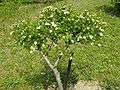 Crataegus cuneata f lutea2.jpg