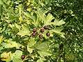 Crataegus pentagyna FruitsLeaves BotGardBln0906.JPG