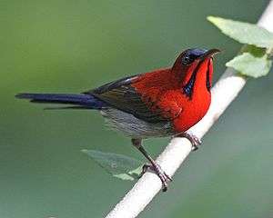 Crimson sunbird