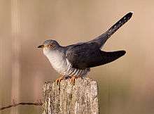 A bird with a grey back, pale underparts and along tail perched on a post