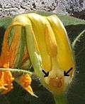 Male Cucurbita flower