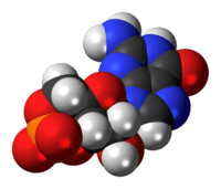 Space-filling model of the cyclic guanosine monophosphate anion