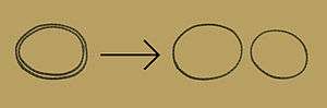 Paranemic circular strands