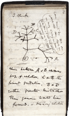 A page of hand-written notes, with a sketch of branching lines.