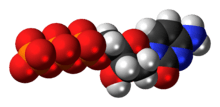 Space-filling model of the deoxycytidine triphosphate molecule as an anion (4- charge)