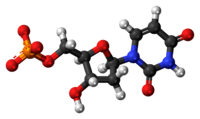 Ball-and-stick model of the dUMP molecule as an anion