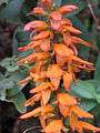 Digitalis (Isoplexis) canariensis by Scott zona - 004.jpg