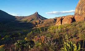 Blooming wildflowers in front of rocky terrain