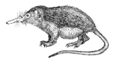 Long-nosed, hedgehog-like animal, darker above than below.