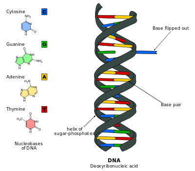 Cartoon of DNA with a base flipped out