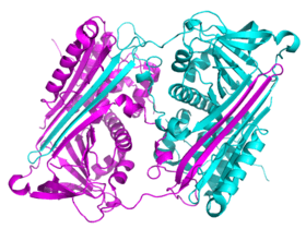 Diagram of a domain-swapped serpin dimer