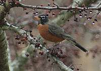 American Robin, 2016, New England