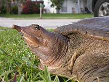 head of a softshell turtle