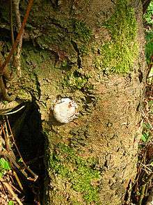 A fairly round, whitish structure protruding from a tree trunk