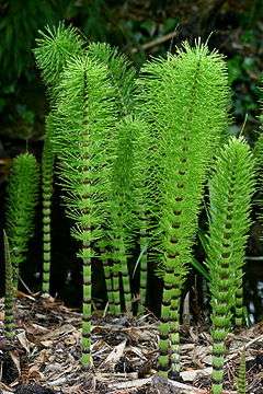 A group of small erect plants with unbranched segmented stems. Whorls of small leaves sprout from each segment, thicker at the top end and absent in the lower portion of the stem, giving it the appearance of a bottle brush or a horse's tail.