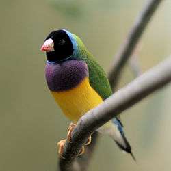 Blck-headed male Gouldian finch perched on a twig