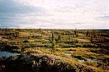 Landscape in an arctic setting with small trees and shrubs and ponds, at sunset