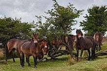 A group of Exmoor ponies