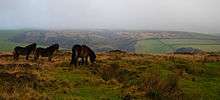 Three small brown horses on grassy area. In the distance are hills.