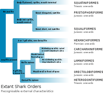 Diagram showing shark "family tree"