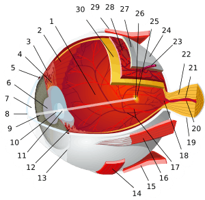 1:posterior segment 2:ora serrata 3:ciliary muscle 4:ciliary zonules 5:Schlemm's canal 6:pupil 7:anterior chamber 8:cornea 9:iris 10:lens cortex 11:lens nucleus 12:ciliary process 13:conjunctiva 14:inferior oblique muscule 15:inferior rectus muscule 16:medial rectus muscle 17:retinal arteries and veins 18:optic disc 19:dura mater 20:central retinal artery 21:central retinal vein 22:optic nerve 23:vorticose vein 24:bulbar sheath 25:macula 26:fovea  27:sclera 28:choroid 29:superior rectus muscle 30:retina