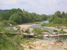 A fast-flowing river in a wide, gravelly bed, flows through woodland.