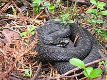 Adder in Färnebofjärden National Park