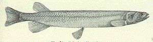 long thin fish with many small spots