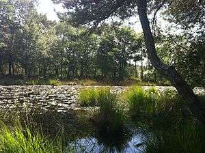 Fen in the Vresselse Bossen.JPG