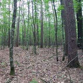 Heavy red pine forest