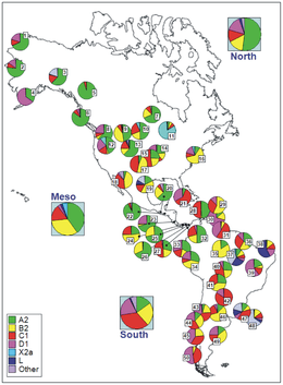 Codes for populations are as follow: North America: 1 = Chukchy, 2 = Eskimos ; 3 = Inuit (collected from the HvrBase database ; 4 = Aleuts ; 5 = Athapaskan ; 6 = Haida ; 7 = Apache, 8 = Bella Coola ; 9 = Navajo ; 10 = Sioux, 11 = Chippewa, 12 = Nuu-Chah-Nult ; 13 = Cheyenne ; 14 = Muskogean populations ; 15 = Cheyenne-Arapaho ; 16 = Yakima ; 17 = Stillwell Cherokee ; Meso-America: 18 = Pima ; 19 = Mexico ; 20 = Quiche ; 21 = Cuba ; 22 = El Salvador ; 23 = Huetar ; 24 = Emberá ; 25 = Kuna ; 26 = Ngöbé ; 27 = Wounan ; South America: 28 = Guahibo ; 29 = Yanomamo from Venezuela ; 30 = Gaviao ; 31 = Yanomamo from Venezuela and Brazil ; 32 = Colombia ; 33 = Ecuador (general population), 34 = Cayapa ; 35 = Xavante ; 36 = North Brazil ; 37 = Brazil ; 38 = Curiau ; 39 = Zoró ; 40 = Ignaciano, 41 = Yuracare ; 42 = Ayoreo ; 43 = Araucarians ; 44 = Pehuenche, 45 = Mapuche from Chile ; 46 = Coyas ; 47 = Tacuarembó ; 48 = Uruguay ; 49 = Mapuches from Argentina ; 50 = Yaghan