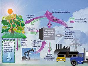 Ecological analysis of CO2 in an ecosystem