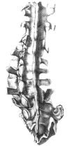 Gideon Mantell's Spine