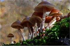 A group of about a dozen reddish-brown mushrooms clustered together and growing out of a decaying piece of wood covered with moss. The gills on the underside of the caps can be seen, as well as a small ring of tissue on the upper half to third of the whitish-brown stems. Visible amongst the larger mushrooms are about a dozen miniature versions of the larger mushrooms, with hemispherical caps that do not have the gills exposed.