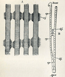 Filaments from blue mussel gills