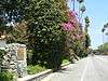 Glendora bougainvillea