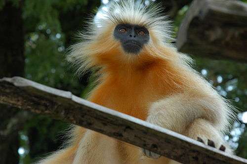 Golden langur (Presbytis geei).