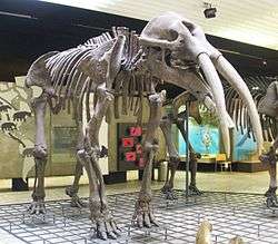 Gomphotherium