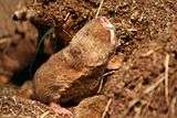 Ansell's mole-rat (Fukomys anselli)