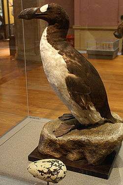 A large, stuffed bird with a black back, white belly, heavy bill, and white eye patch stands, amongst display cases and an orange wall.