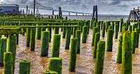 green Pilings