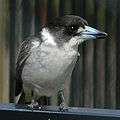 Greybutcherbird.jpg